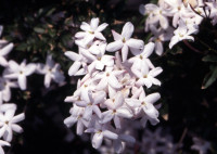雨の日の楽しみ
